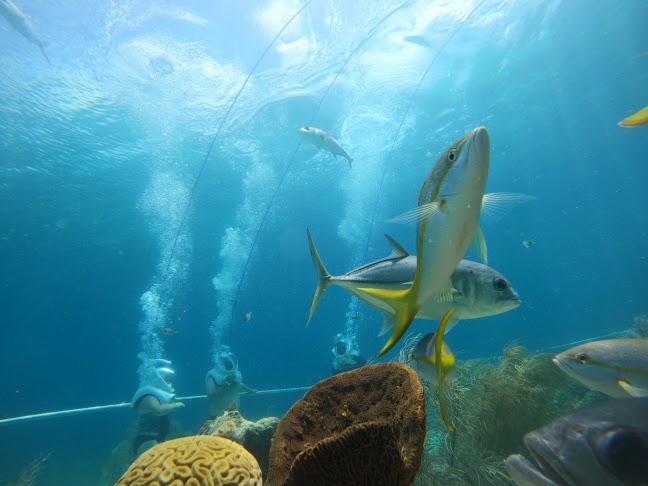 Photo 2 at Coral World Ocean Park in St Thomas