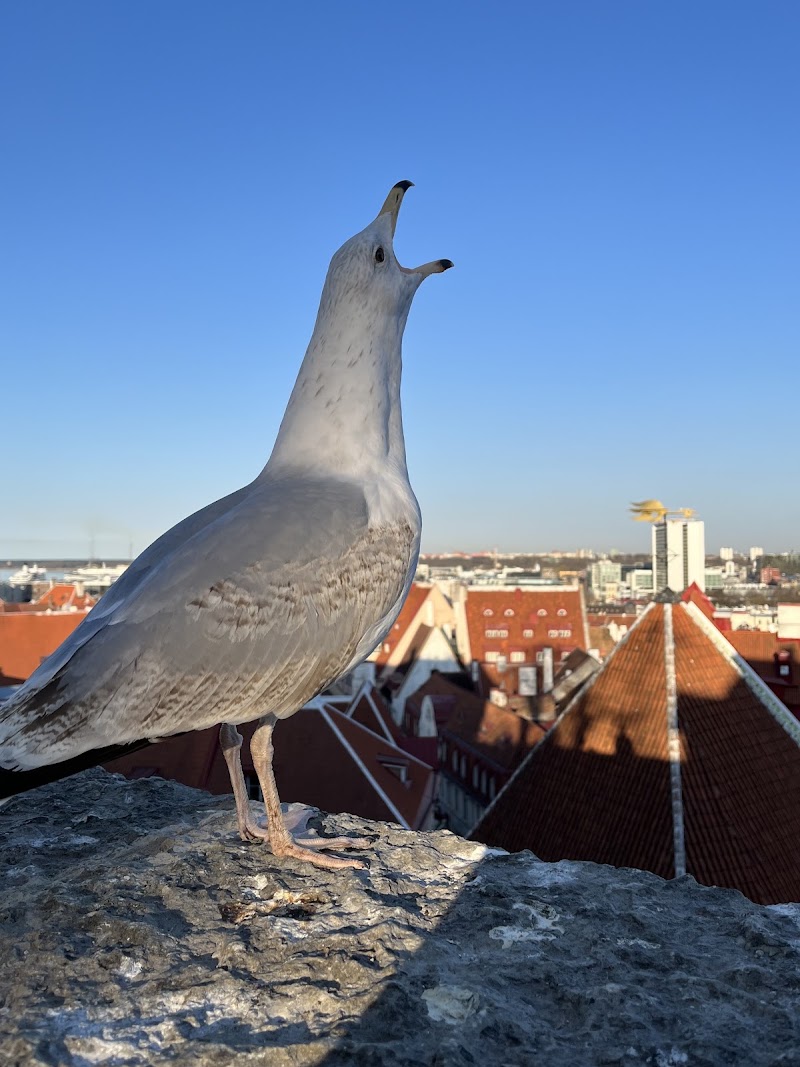 Photo 6 at Kohtuotsa viewing platform in Tallinn