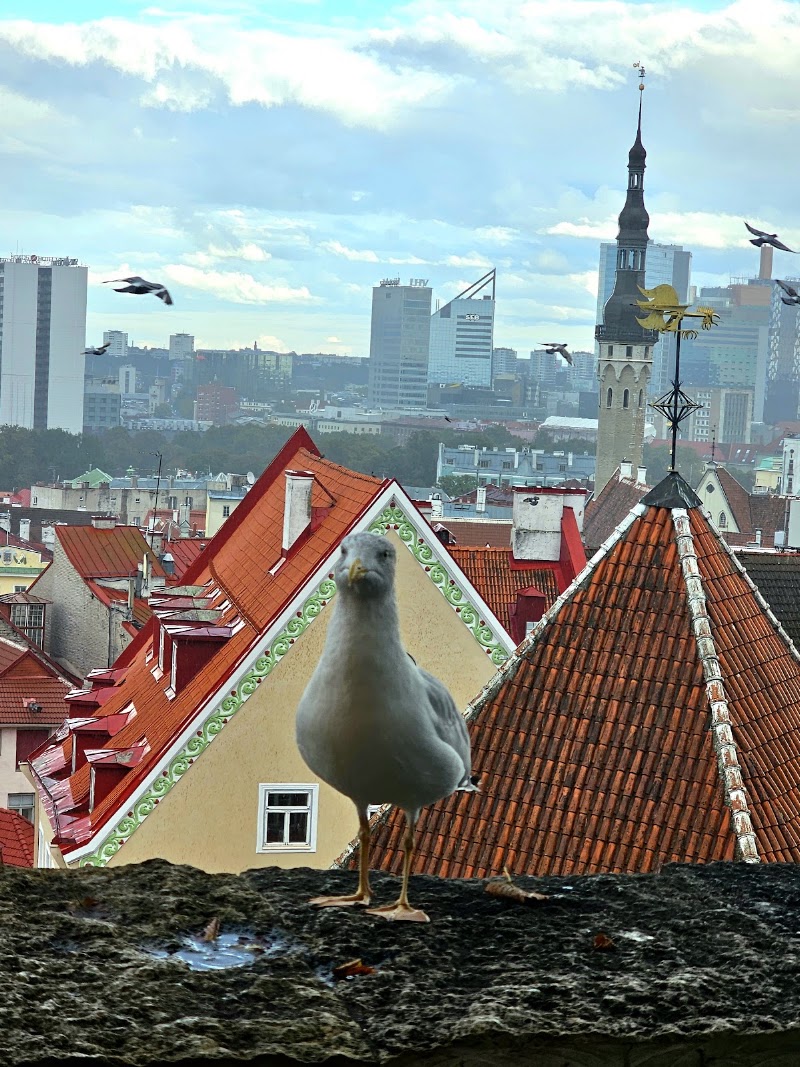 Photo 3 at Kohtuotsa viewing platform in Tallinn
