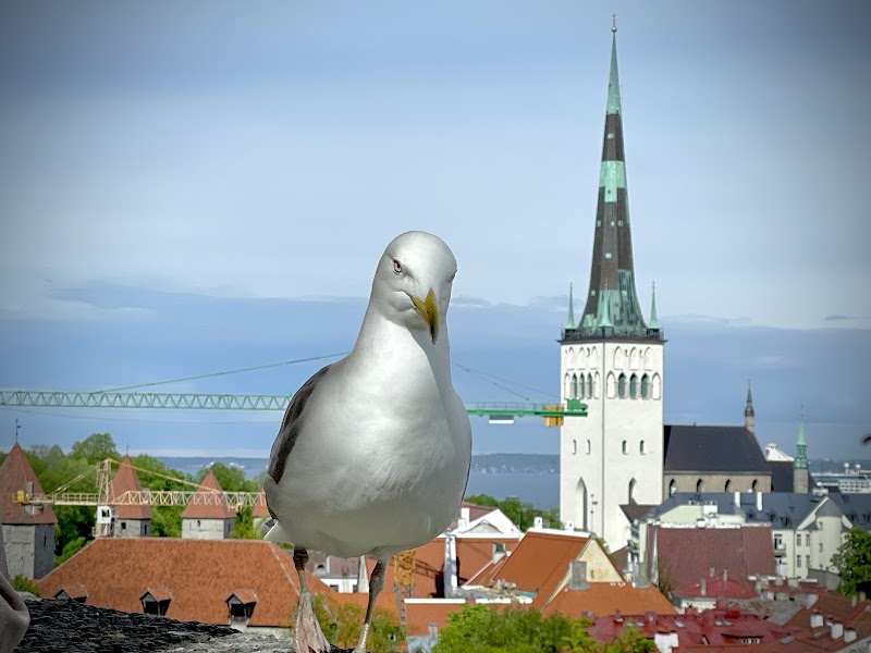 Photo 5 at Kohtuotsa viewing platform in Tallinn