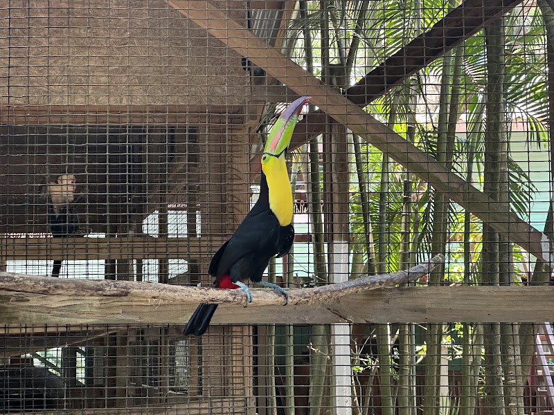 Photo 3 at Bodden Tours: Mayan Jungle Canopy Zipline | Victor's Monkey & Sloth Sanctuary in Monte Placentero