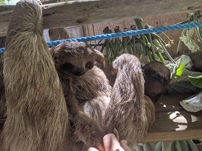 Photo 5 at Bodden Tours: Mayan Jungle Canopy Zipline | Victor's Monkey & Sloth Sanctuary in Monte Placentero