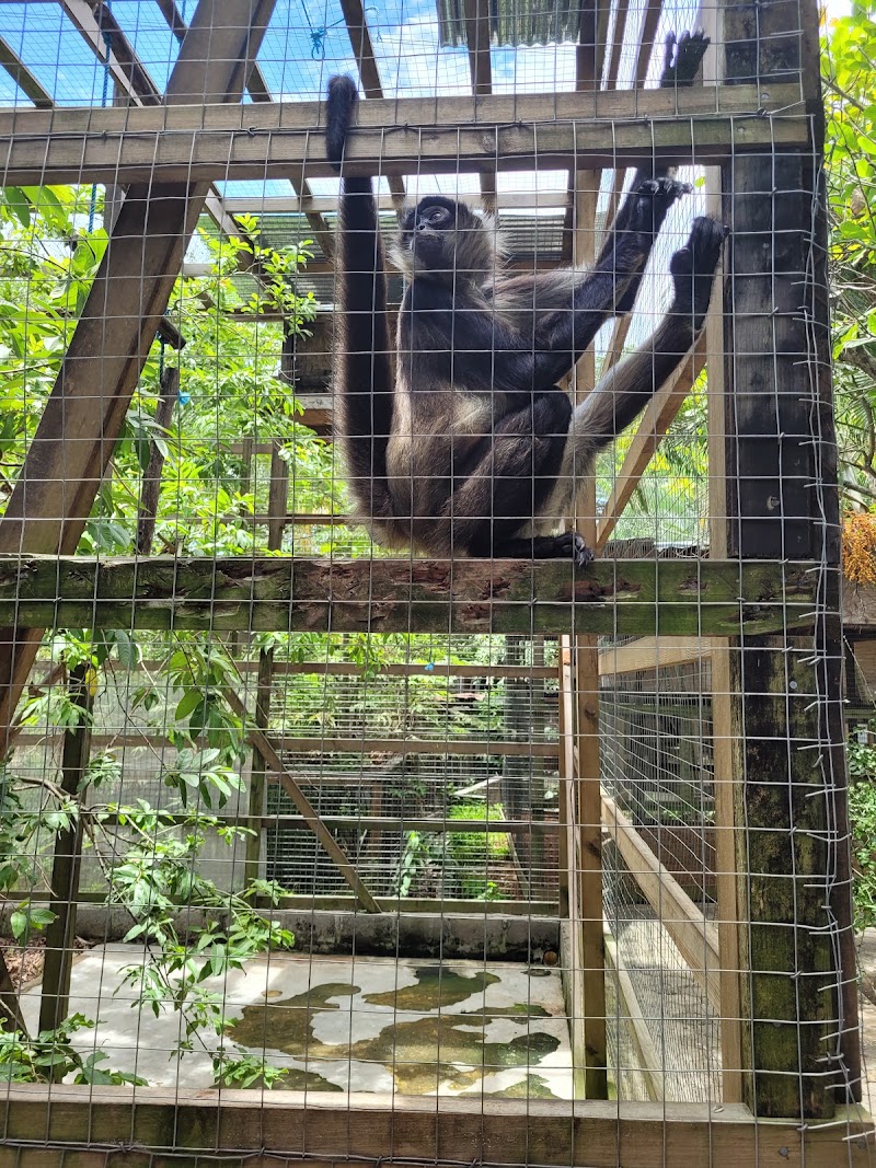 Photo 4 at Bodden Tours: Mayan Jungle Canopy Zipline | Victor's Monkey & Sloth Sanctuary in Monte Placentero