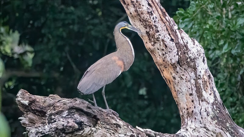 Crooked Tree Wildlife Sanctuary in Crooked Tree