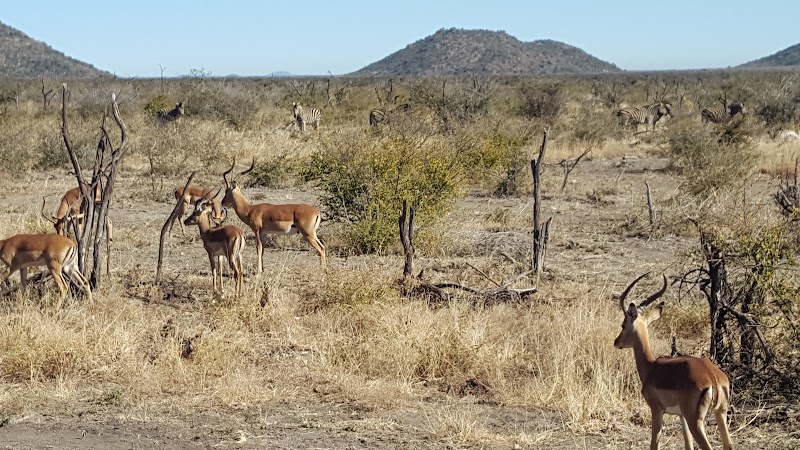 Photo 3 at Madikwe Game Reserve in 