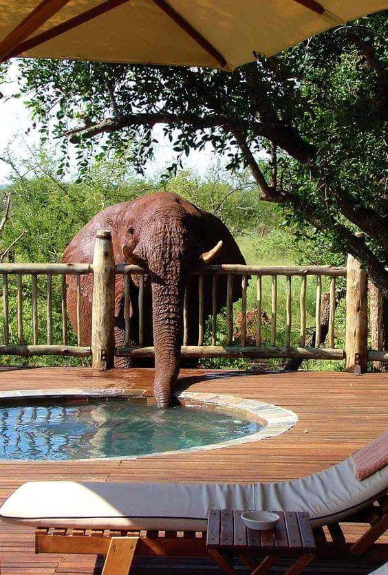 Photo 4 at Madikwe Game Reserve in 