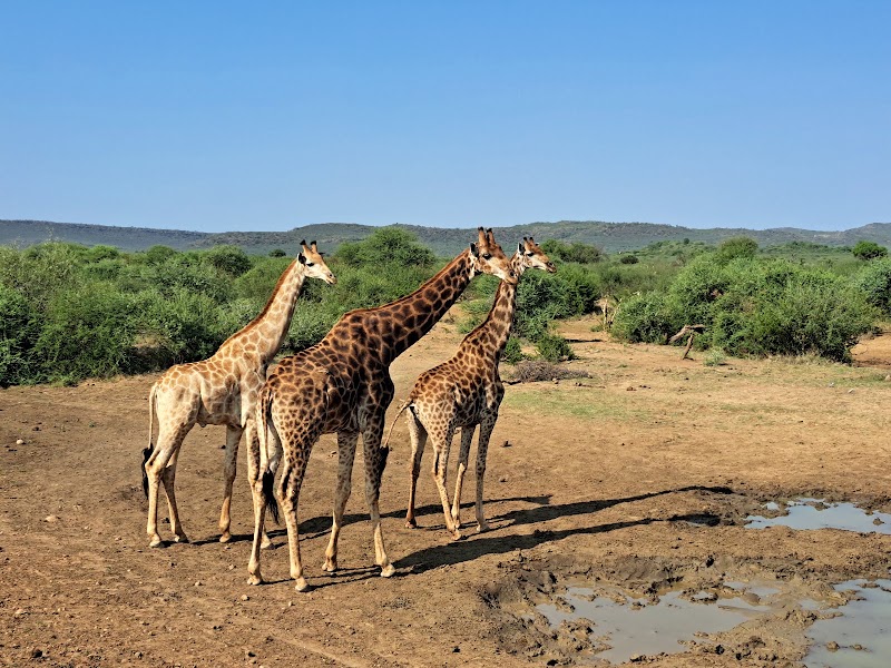 Photo 2 at Madikwe Game Reserve in 