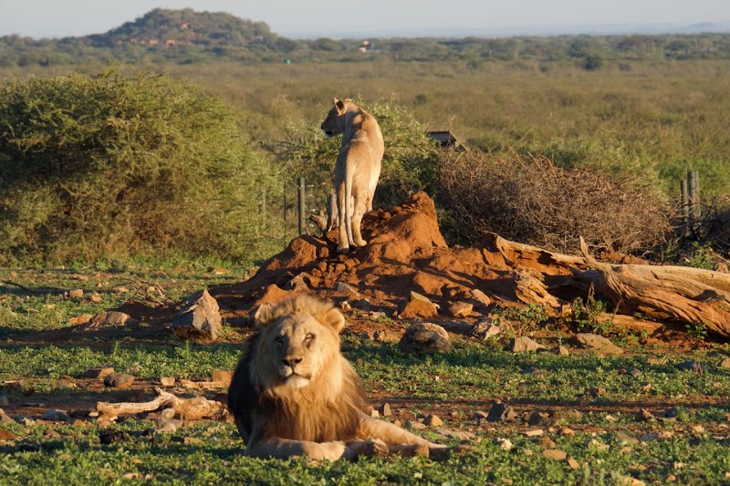 Photo 6 at Madikwe Game Reserve in 