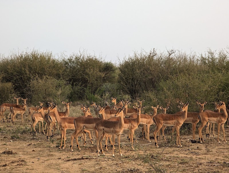 Madikwe Game Reserve in 