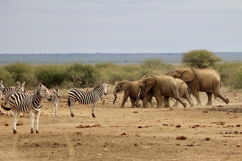 Photo 5 at Madikwe Game Reserve in 
