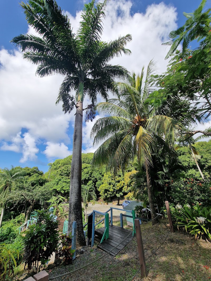 Photo 6 at Antigua Rainforest Tour in AG