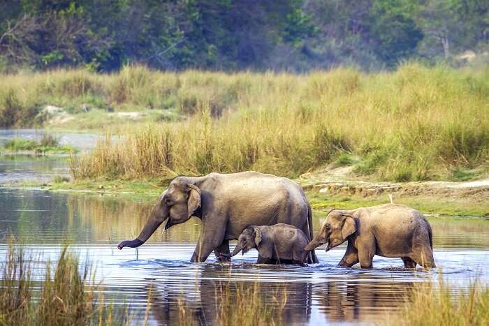 Photo 1 at Bardiya National Park in 