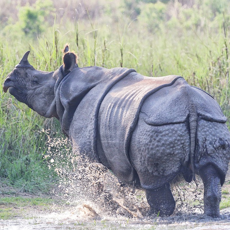 Photo 5 at Bardiya National Park in 