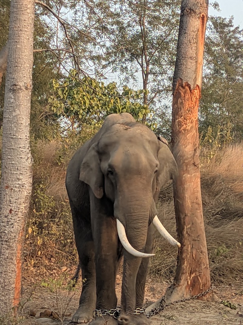 Photo 4 at Bardiya National Park in 