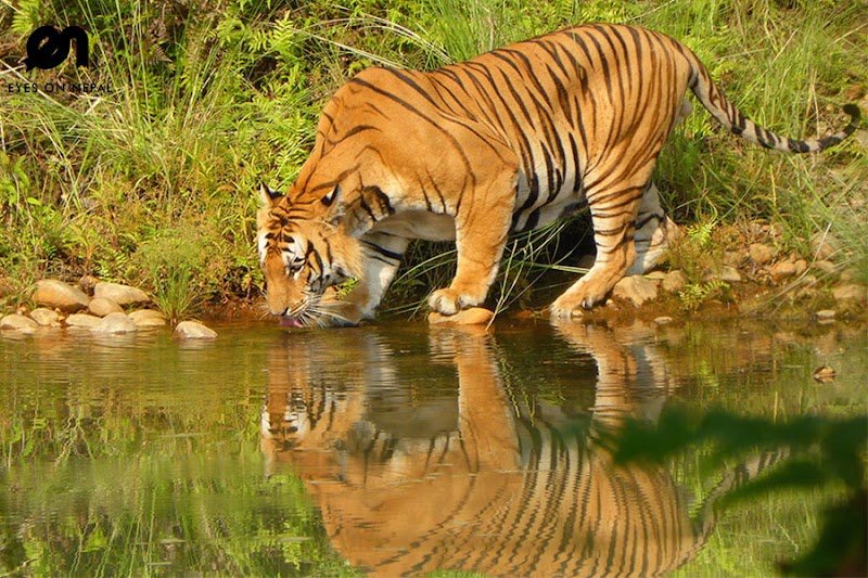Bardiya National Park in 