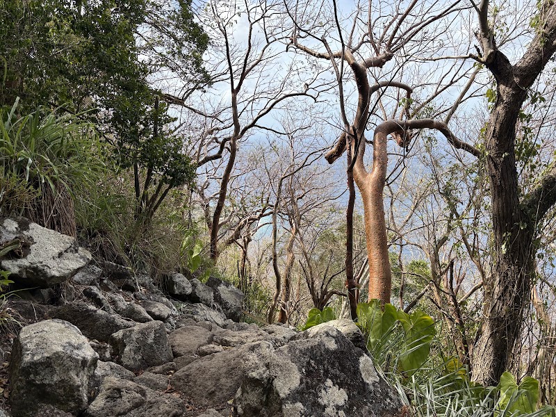 Photo 6 at Gros Piton Nature Trail in Fond Doux