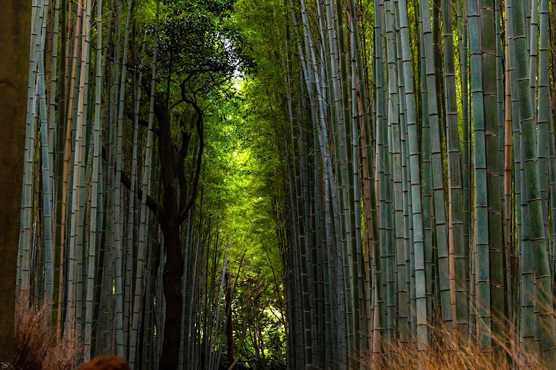 Photo 6 at Arashiyama in Kyoto