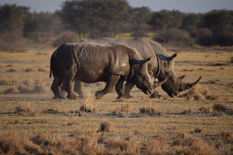 Photo 5 at Khama Rhino Sanctuary in Paje