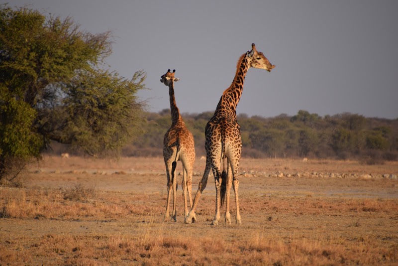 Photo 2 at Khama Rhino Sanctuary in Paje