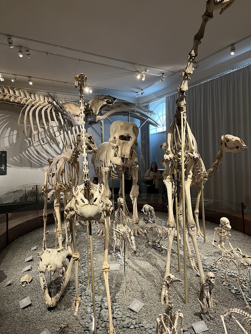 Photo 3 at Natural History Museum in Helsinki