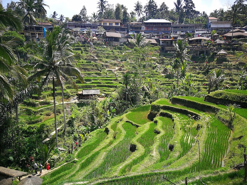 Photo 5 at Tegallalang Rice Terrace in Kecamatan Tegallalang
