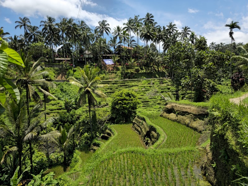 Photo 1 at Tegallalang Rice Terrace in Kecamatan Tegallalang