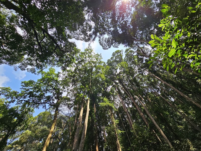 Forest Research Institute Malaysia (FRIM) in Kepong