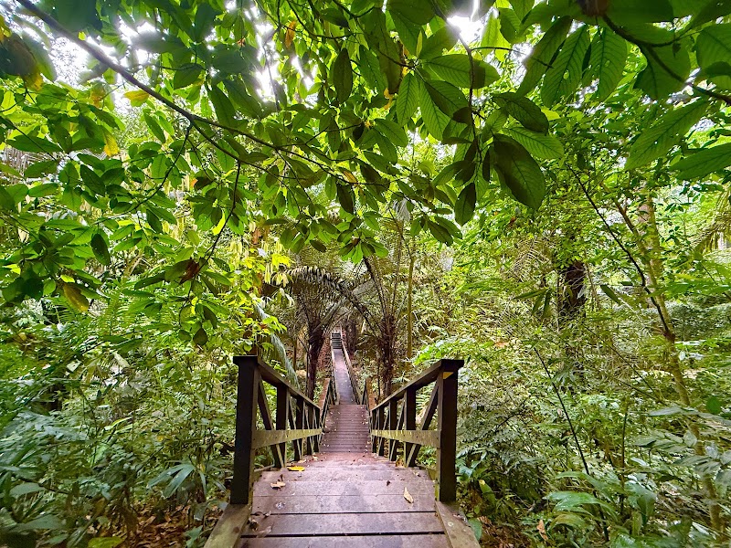 Photo 3 at Forest Research Institute Malaysia (FRIM) in Kepong