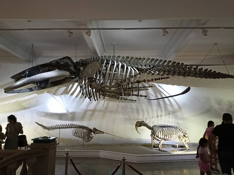 Photo 2 at Grigore Antipa National Museum of Natural History in București