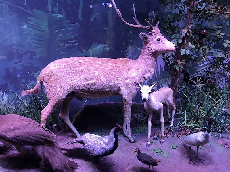 Photo 6 at Grigore Antipa National Museum of Natural History in București