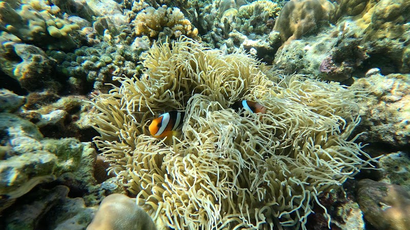 Photo 6 at Menjangan Island in Gerokgak