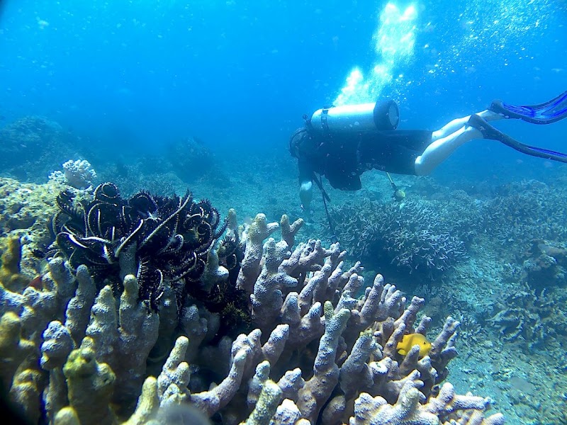 Photo 1 at Menjangan Island in Gerokgak