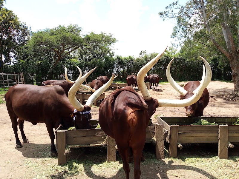 Photo 4 at King's Palace Museum in Nyanza