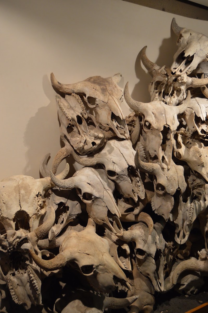 Photo 6 at Head-Smashed-In Buffalo Jump World Heritage Site in Fort MacLeod
