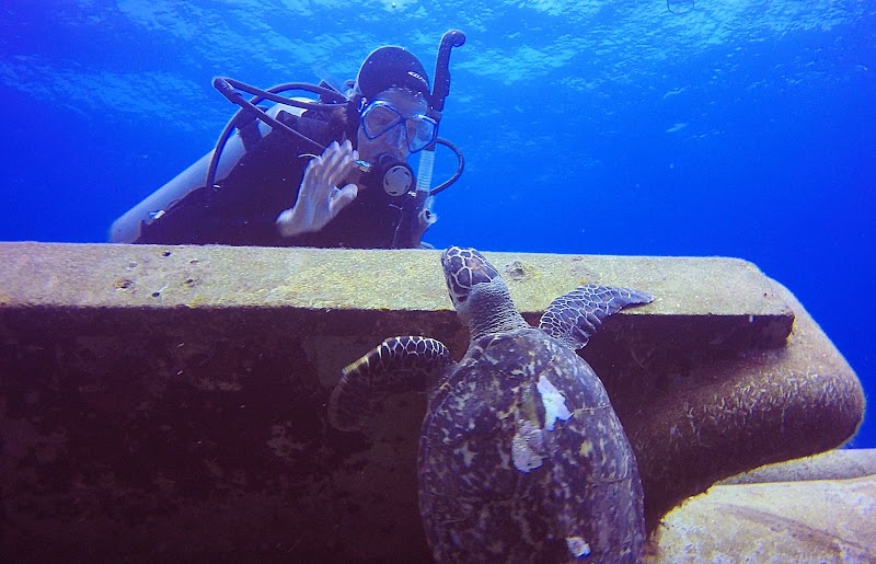 Photo 3 at Kittiwake Shipwreck & Artificial Reef in West Bay