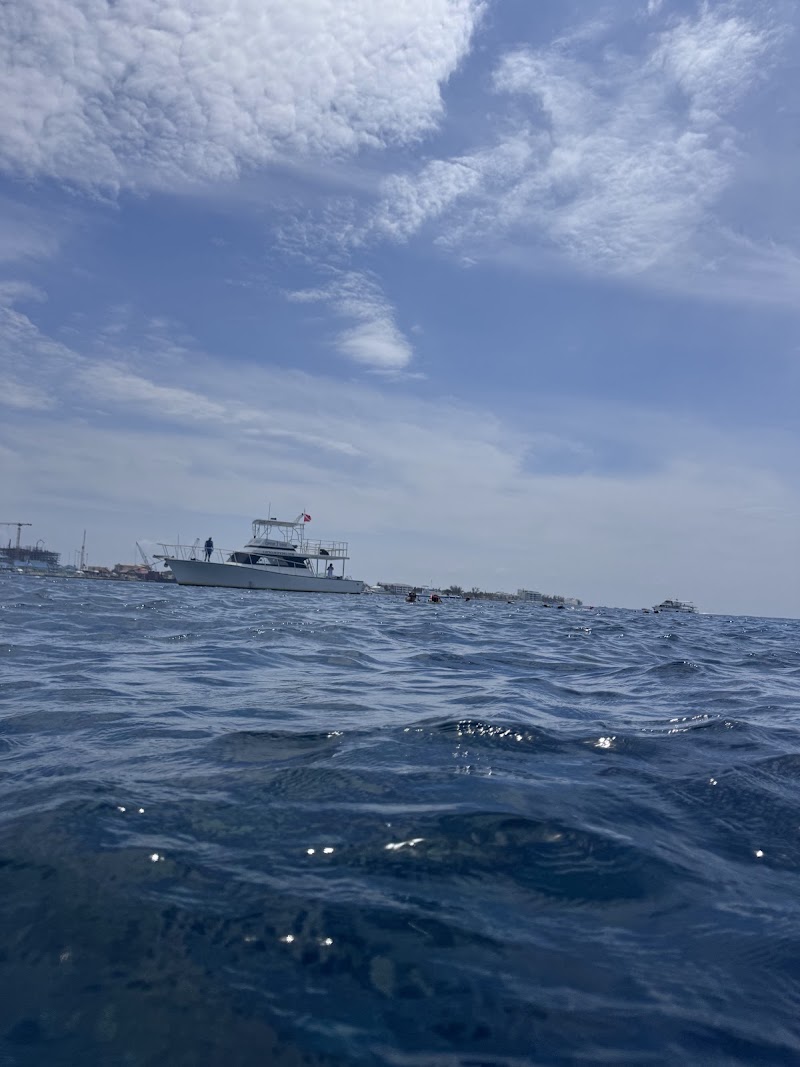 Photo 1 at Kittiwake Shipwreck & Artificial Reef in West Bay
