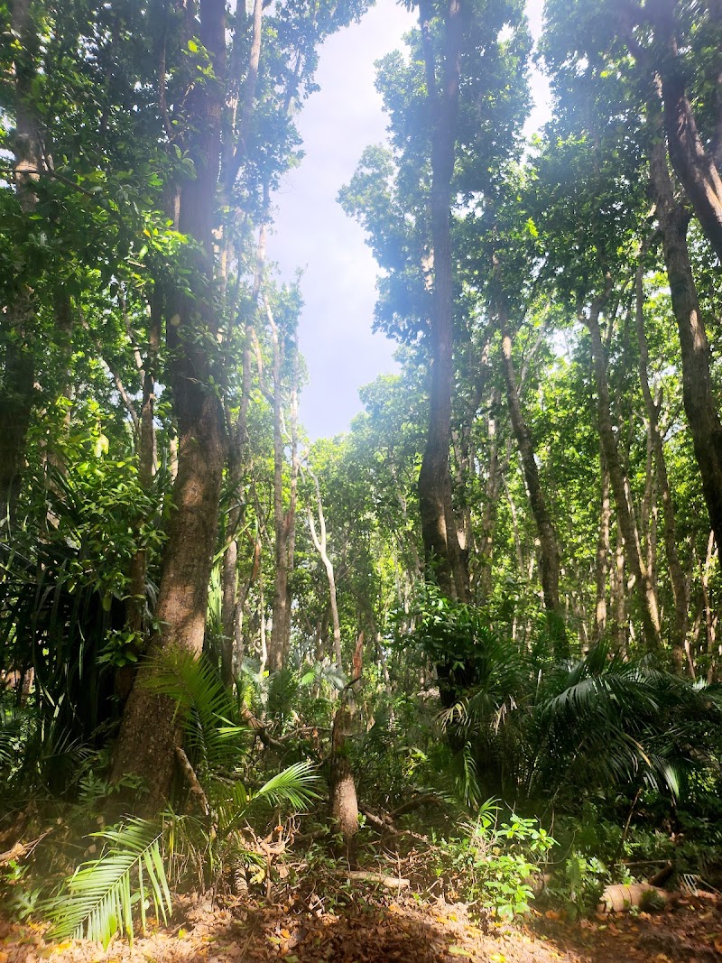 Photo 4 at Jozani Forest in Mapopwe