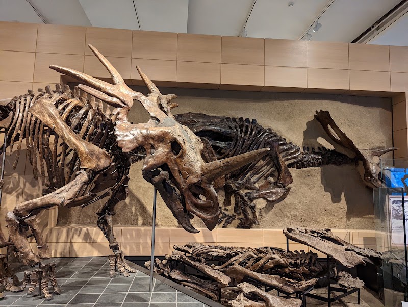 Canadian Museum of Nature / Musée canadien de la nature in Ottawa