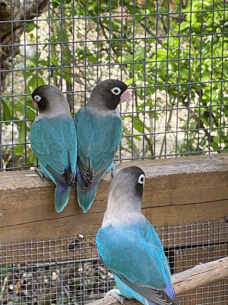 Photo 5 at Cayman Parrot Sanctuary in Grand Cayman