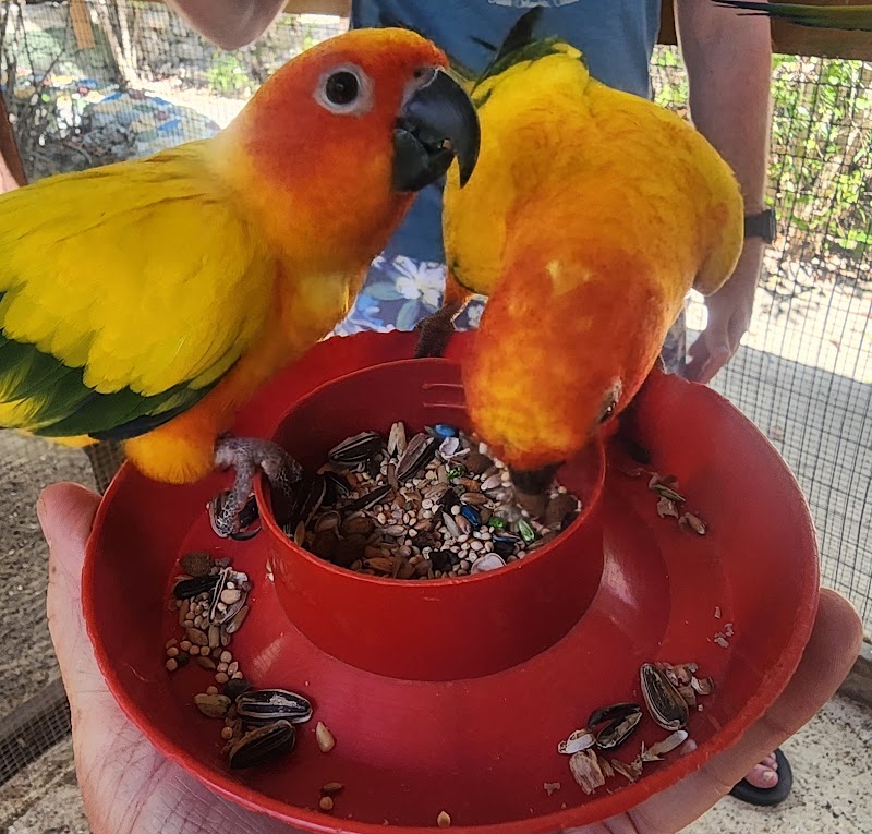 Photo 1 at Cayman Parrot Sanctuary in Grand Cayman