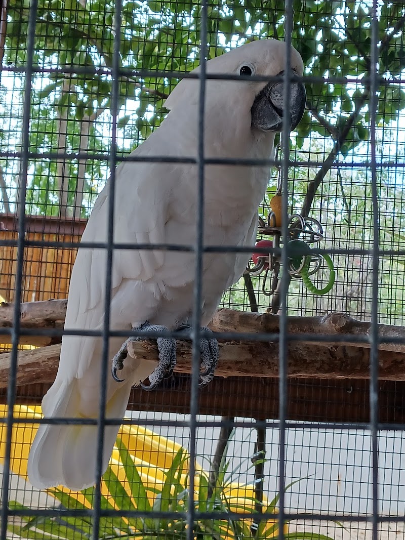 Photo 2 at Cayman Parrot Sanctuary in Grand Cayman