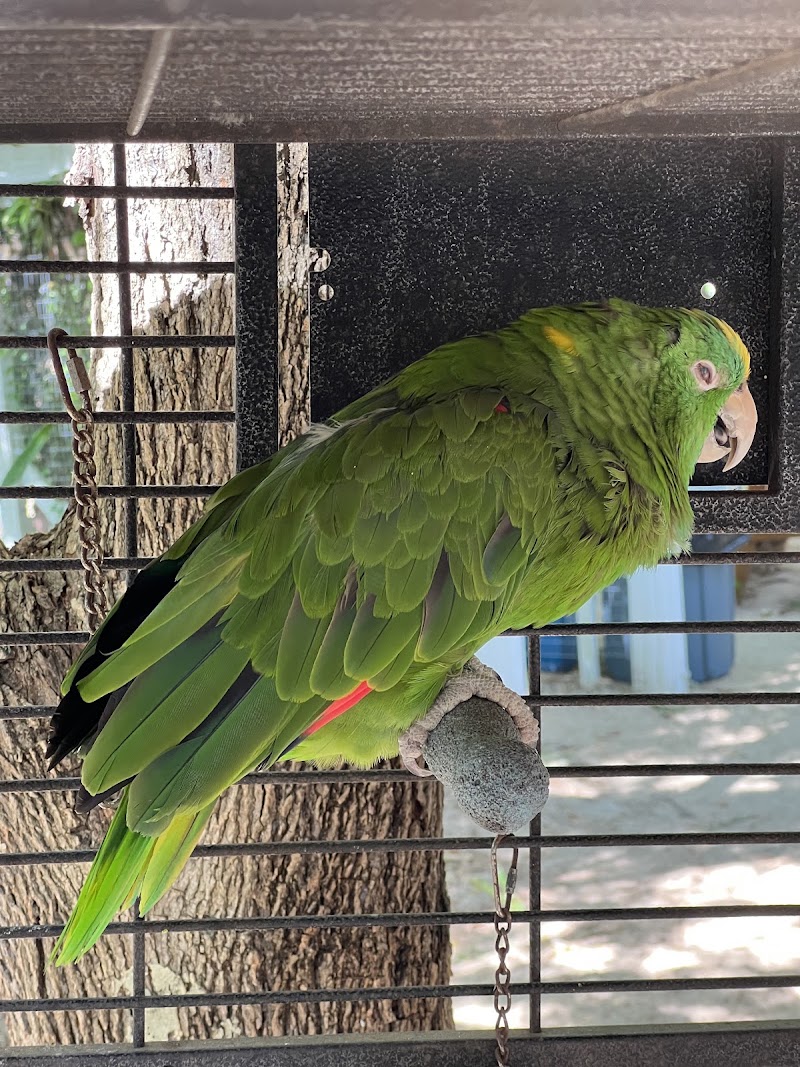 Cayman Parrot Sanctuary in Grand Cayman