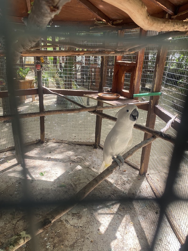 Photo 6 at Cayman Parrot Sanctuary in Grand Cayman
