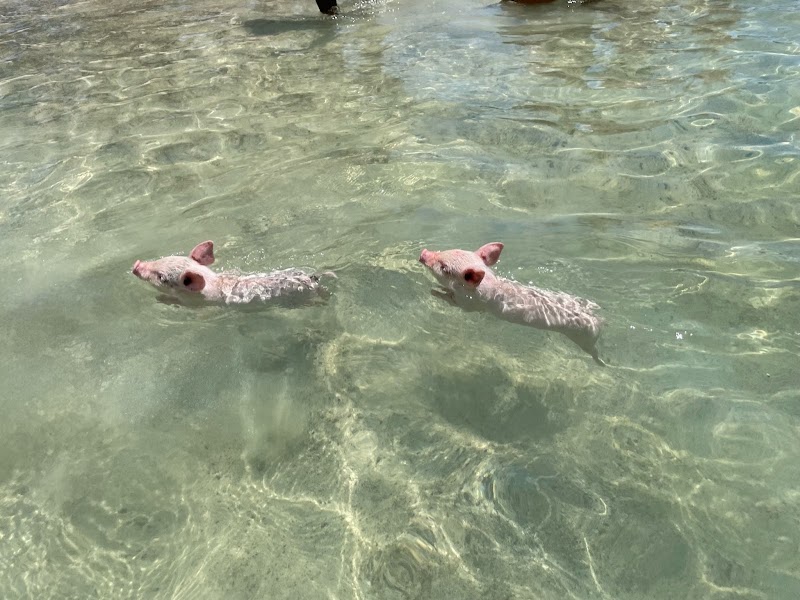 Photo 2 at Pig’s Paradise Antigua in St. Mary’s