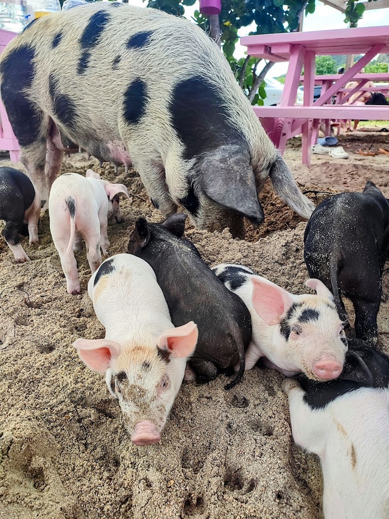 Photo 6 at Pig’s Paradise Antigua in St. Mary’s