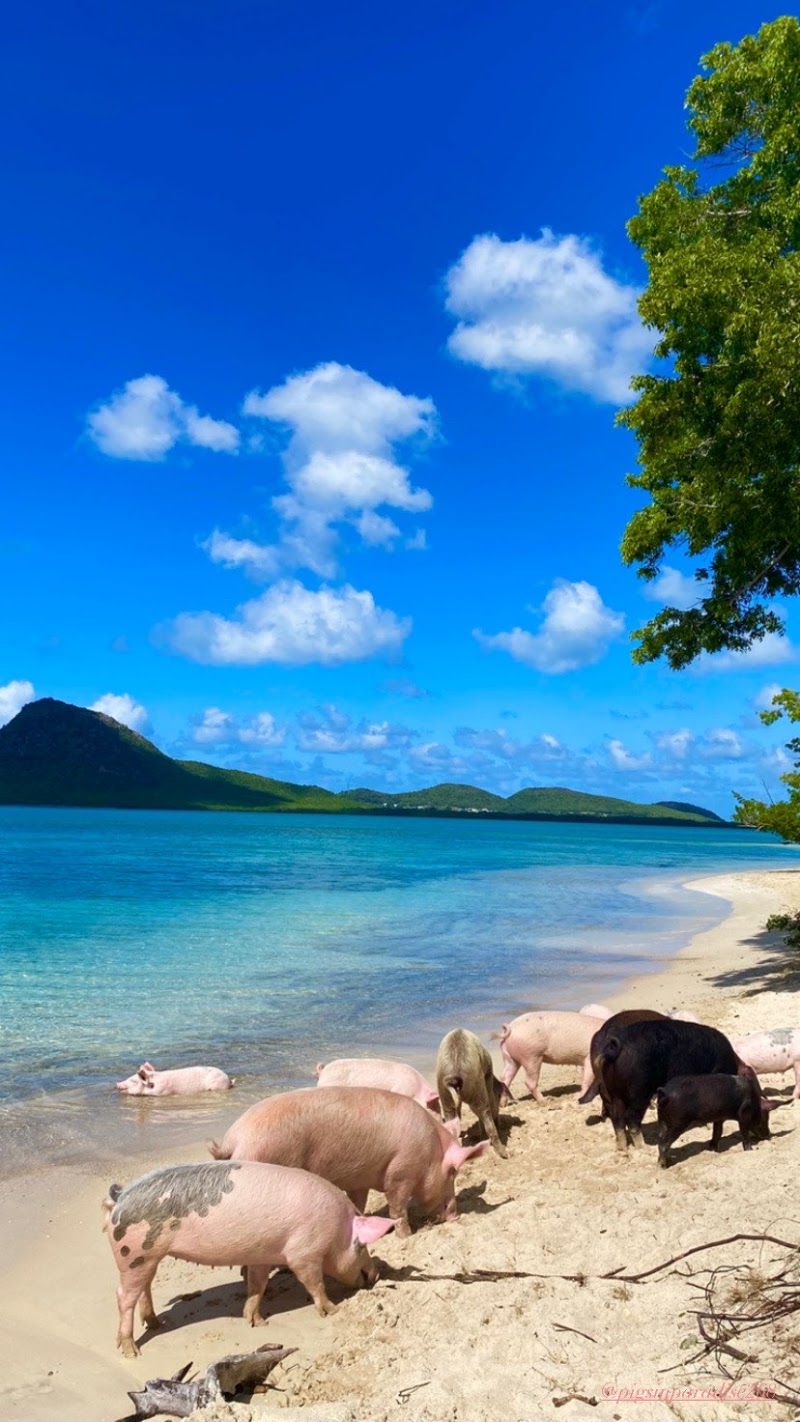 Pig’s Paradise Antigua in St. Mary’s