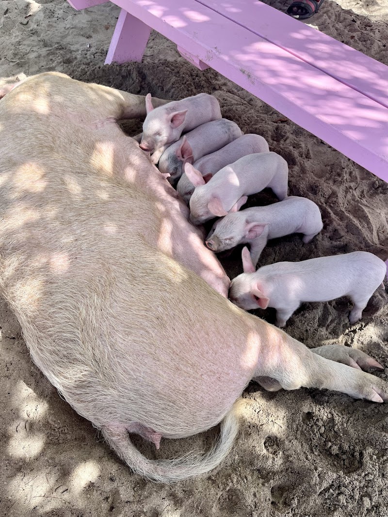Photo 5 at Pig’s Paradise Antigua in St. Mary’s