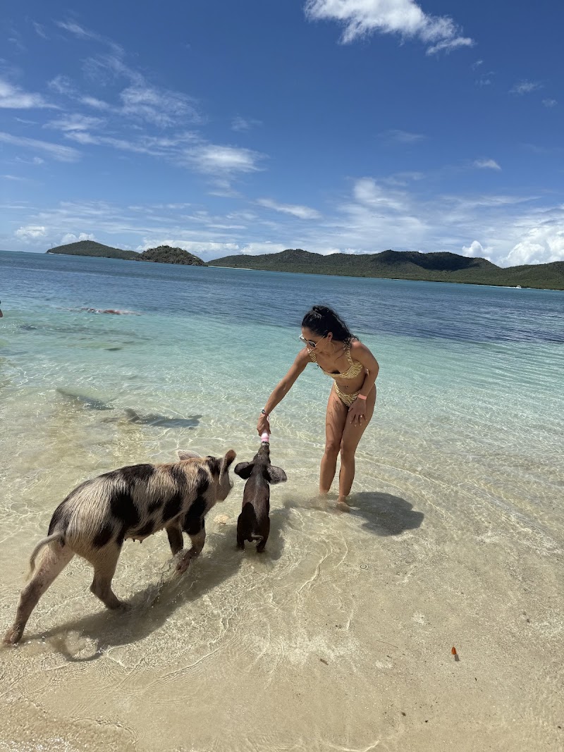Photo 1 at Pig’s Paradise Antigua in St. Mary’s