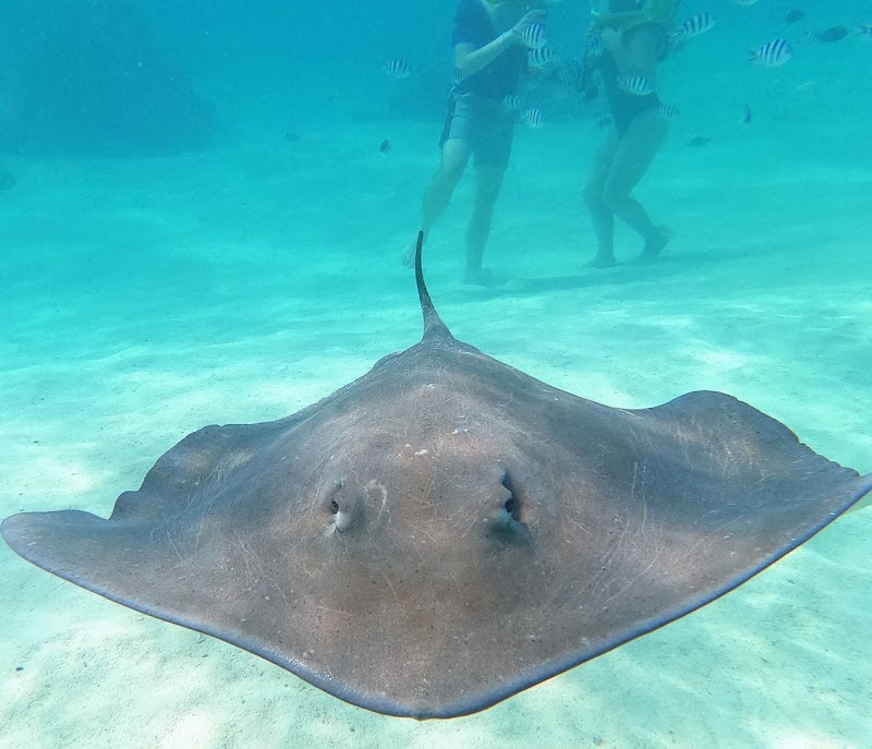 Photo 3 at Aqua Safari Under water walk in 