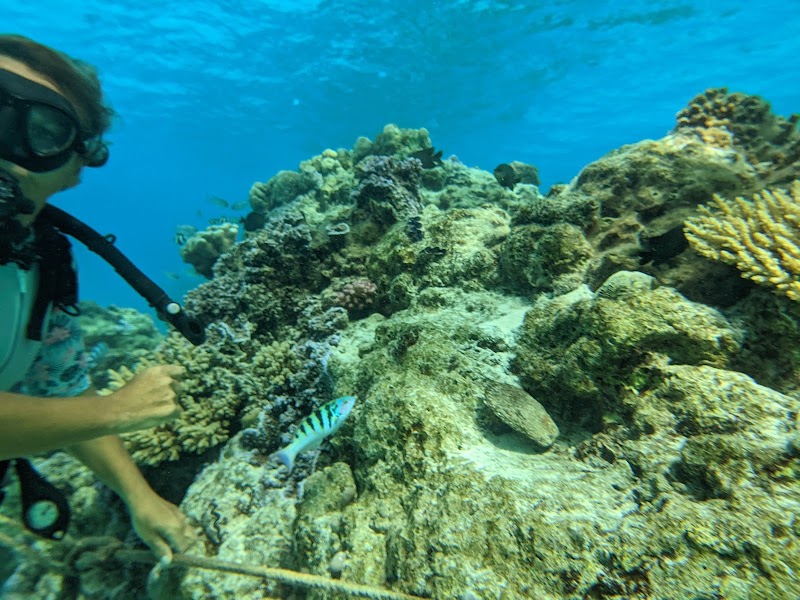 Photo 2 at Aqua Safari Under water walk in 